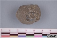 藏品(螃蟹)的圖片